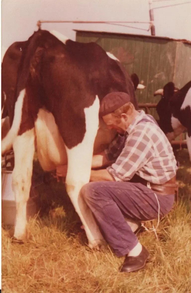 Boerderijwinkel Piershil (4)