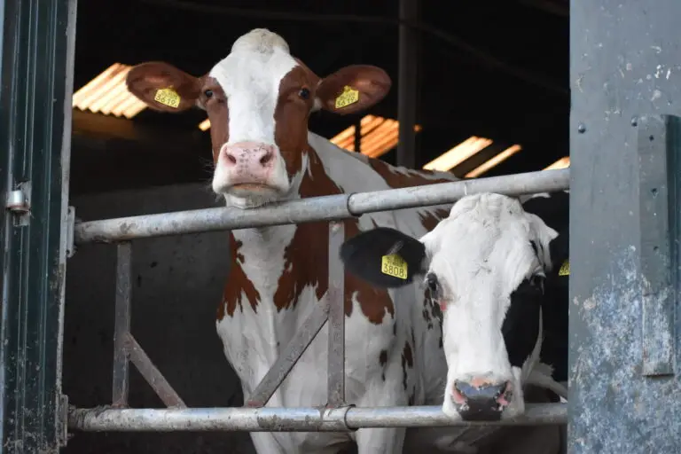 Boerderijwinkel Piershil (9)